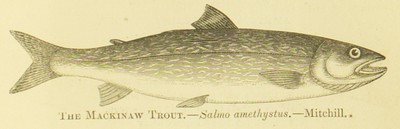 Fishing in American Waters, Genio C. Scott, 1869, 265, Mackinaw Trout, Salmo Amethystus